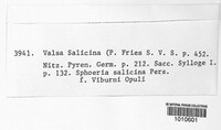 Valsa salicina image
